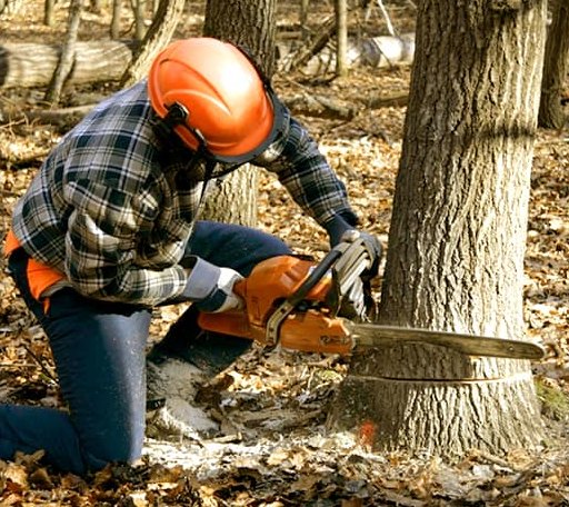 Tree Removal in Scandia, MN